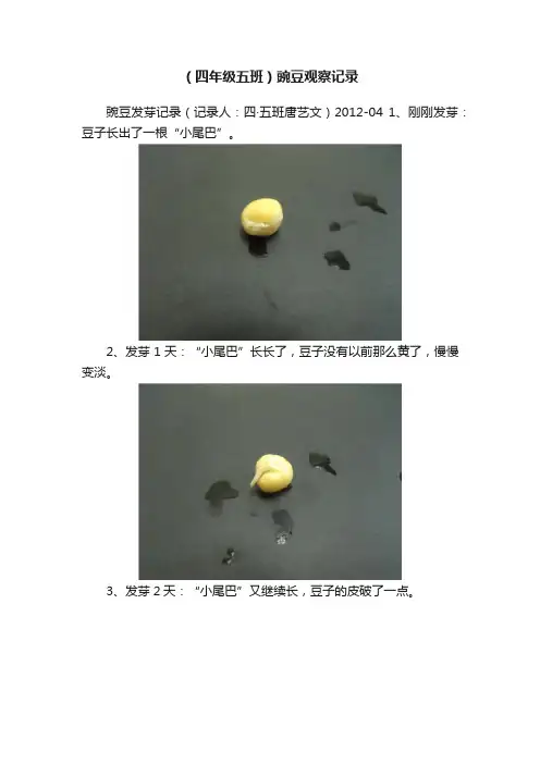 （四年级五班）豌豆观察记录