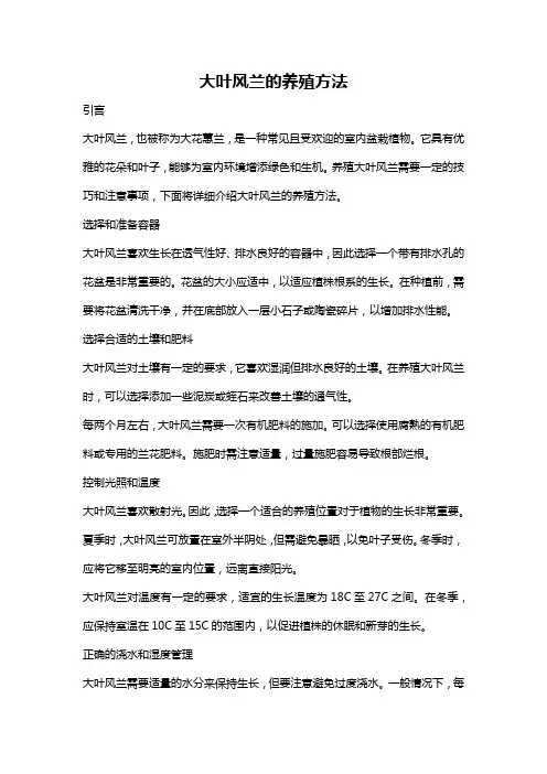 大叶风兰的养殖方法