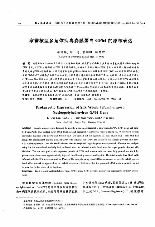 家蚕核型多角体病毒囊膜蛋白GP64的原核表达