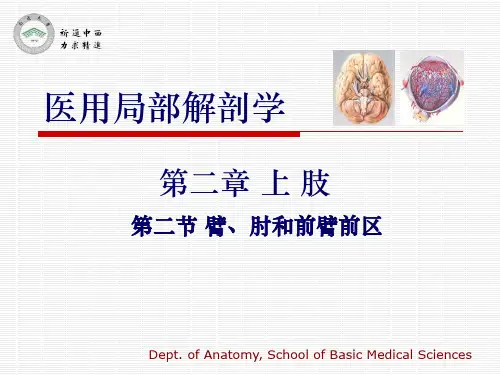 医用局部解剖学臂、肘和前臂前区ppt课件