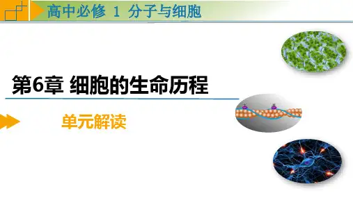 第6章 细胞的生命历程(单元解读课件)高一生物(人教版2019必修1)