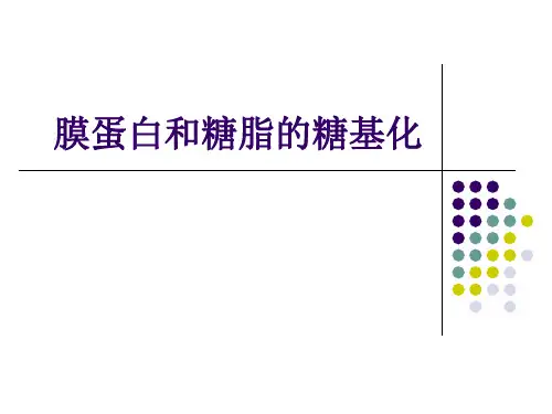 六、糖脂和膜蛋白的糖基化ppt课件