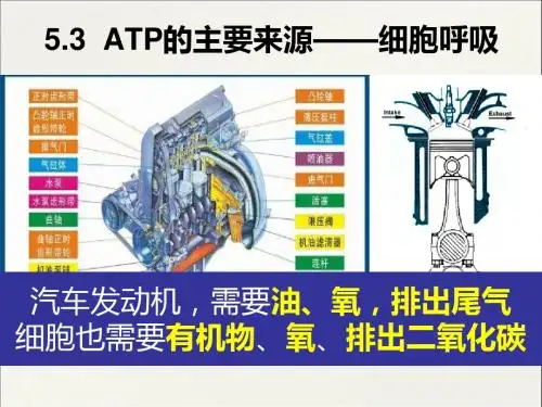 5.3ATP的主要来源-细胞呼吸