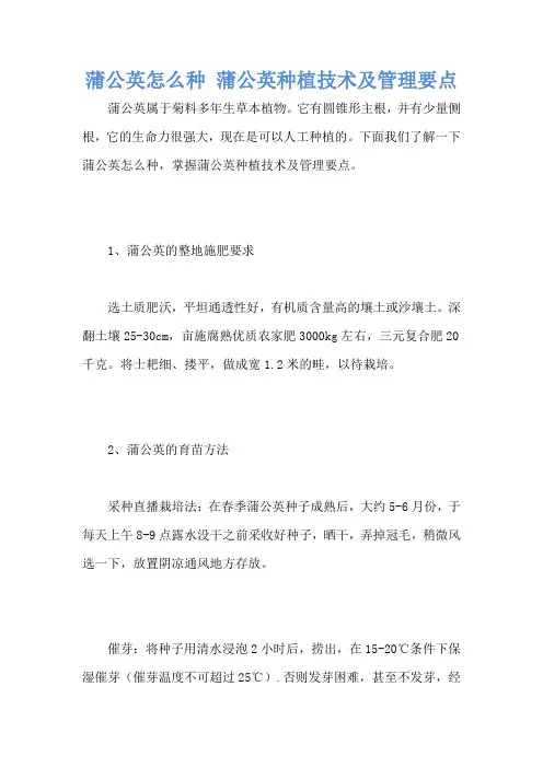 蒲公英怎么种 蒲公英种植技术及管理要点
