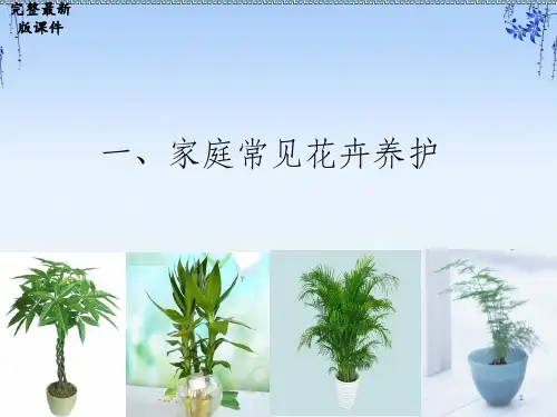 家庭常见花卉及中国十大名花ppt课件