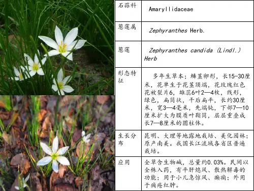 10种常见植物介绍