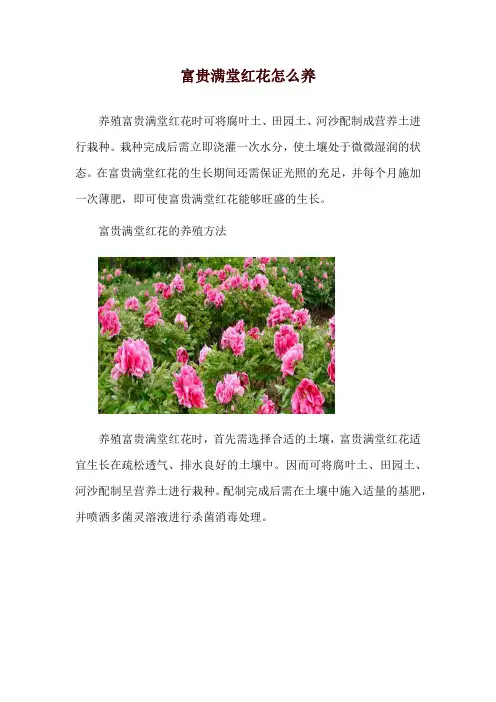 富贵满堂红花怎么养