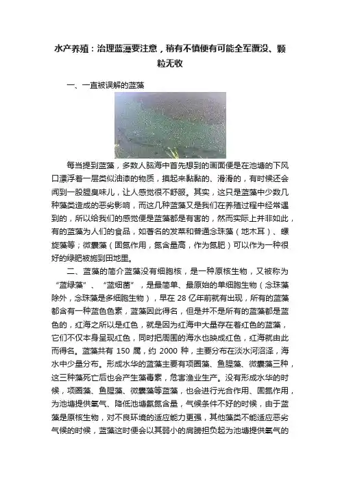 水产养殖：治理蓝藻要注意，稍有不慎便有可能全军覆没、颗粒无收