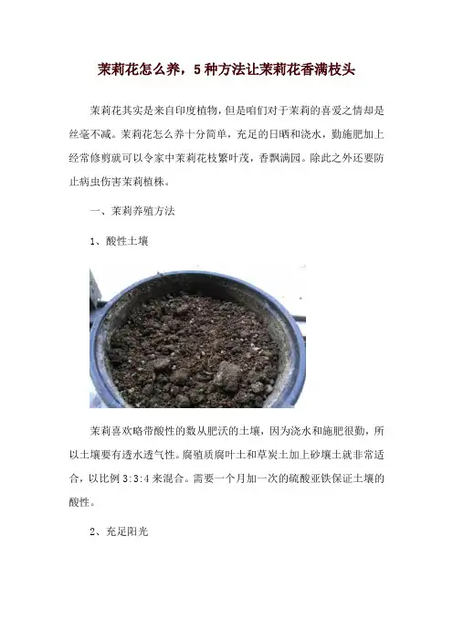 茉莉花怎么养,5种方法让茉莉花香满枝头