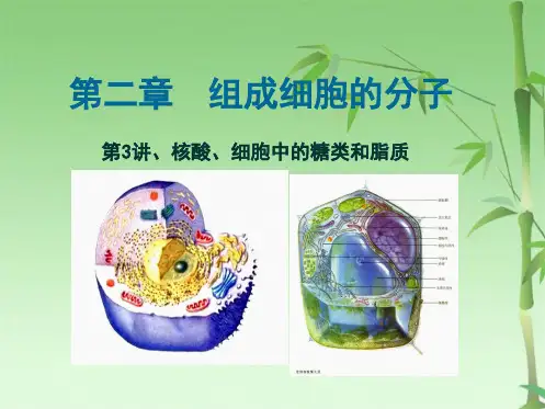 高中生物一轮复习第二章核酸糖类脂质(共31张PPT)