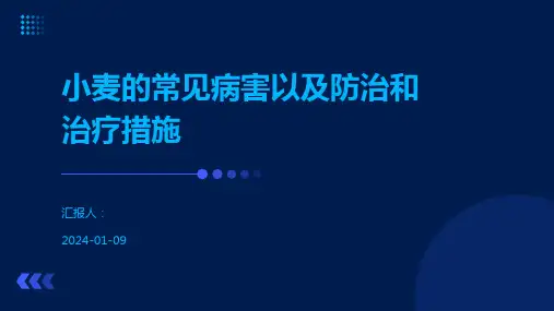 小麦的常见病害以及防治和治疗措施