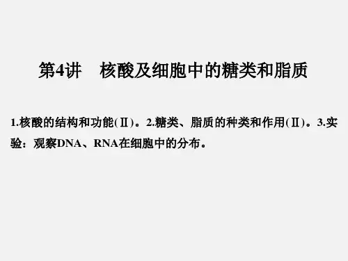 高考生物 一轮复习 第1单元 细胞的分子组成 第4讲 核酸及细胞中的糖类和脂质 新人教