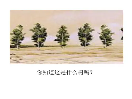 人教新课标五年级语文下册《3白杨》课件
