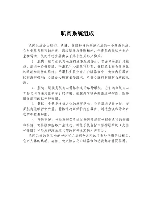 肌肉系统组成