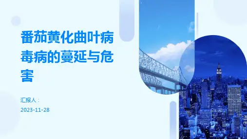 番茄黄化曲叶病毒病的蔓延与危害