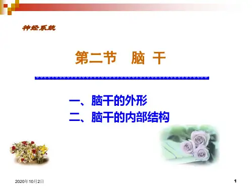 脑干-ppt人体解剖学PPT课件
