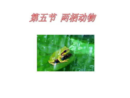 两栖动物和爬行动物