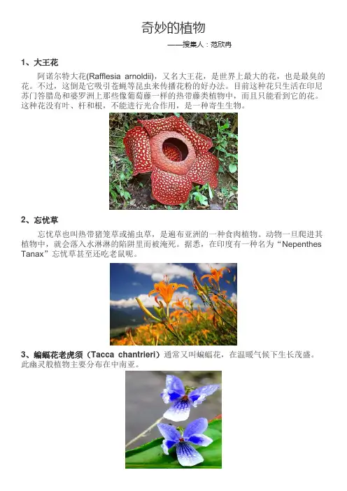 奇怪的植物