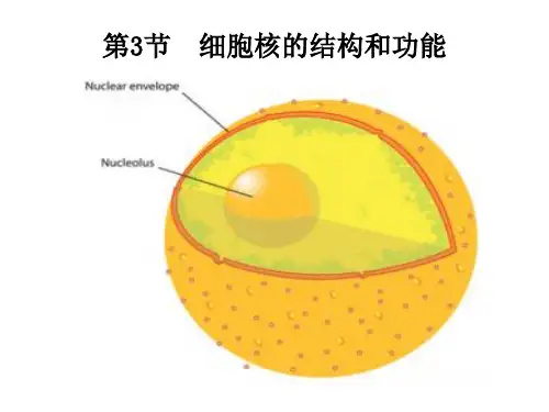 高中生物第3节 细胞核的结构和功能