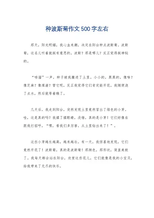 种波斯菊作文500字左右
