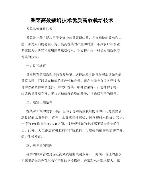 香菜高效栽培技术优质高效栽培技术