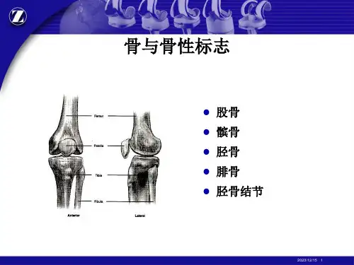 膝关节解剖PPT课件