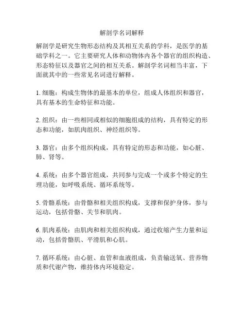 解剖学名词解释