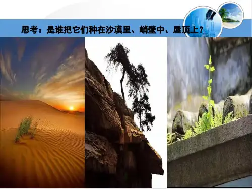 种子的传播课件ppt