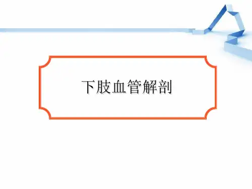 下肢血管解剖