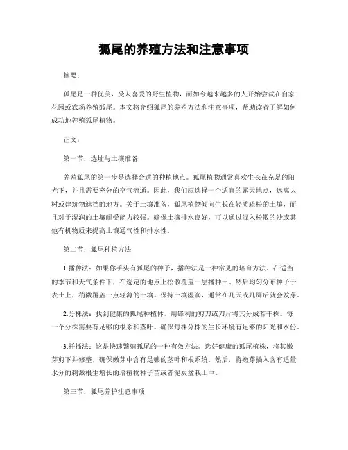 狐尾的养殖方法和注意事项