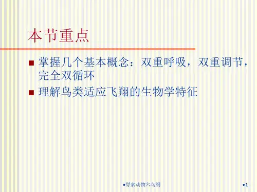 脊索动物六鸟纲课件