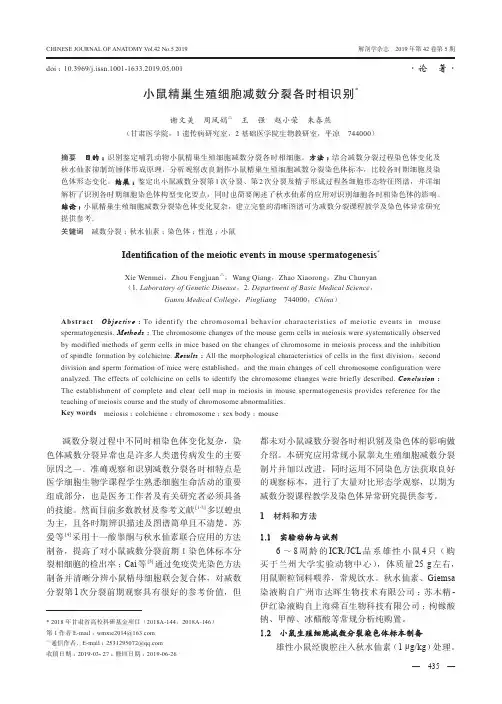 小鼠精巢生殖细胞减数分裂各时相识别