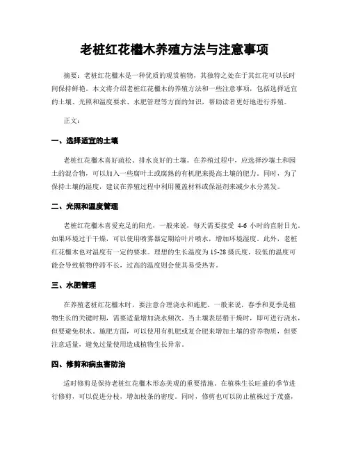 老桩红花檵木养殖方法与注意事项