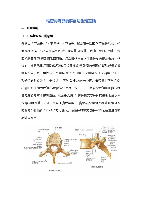 椎管内麻醉的解剖与生理基础