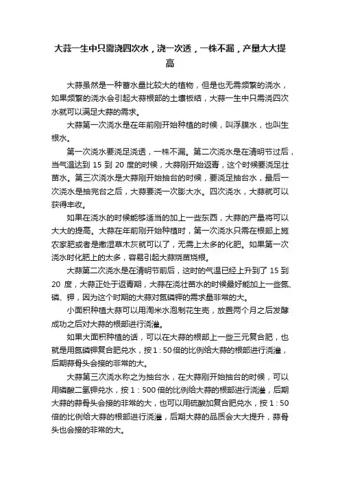 大蒜一生中只需浇四次水，浇一次透，一株不漏，产量大大提高