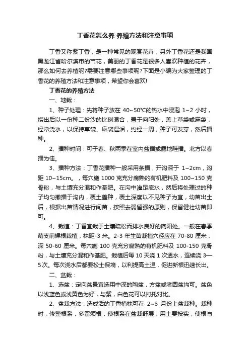 丁香花怎么养养殖方法和注意事项