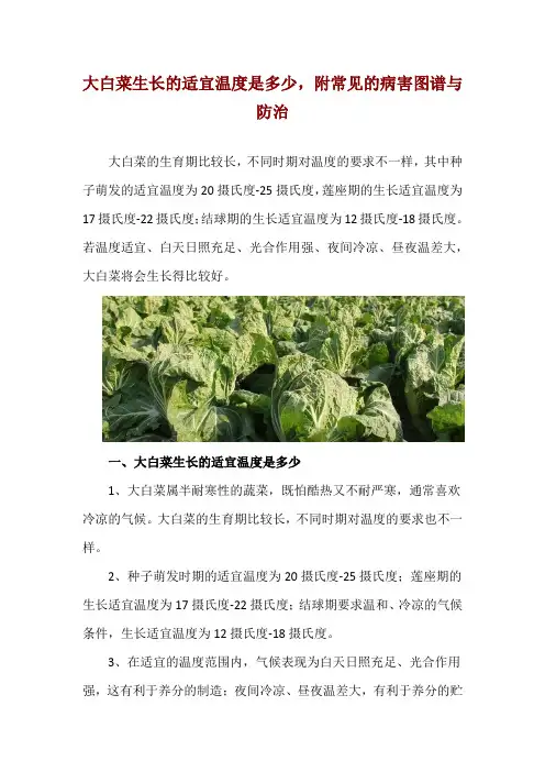 大白菜生长的适宜温度是多少,附常见的病害图谱与防治
