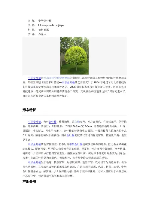 什么是金叶榆