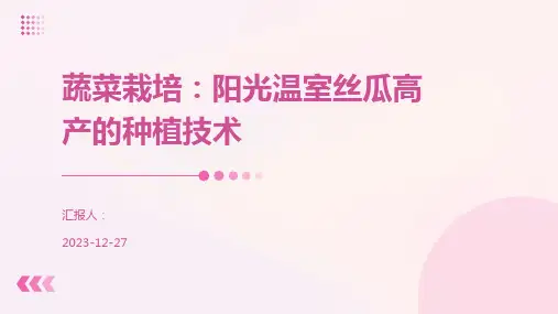 蔬菜栽培：阳光温室丝瓜高产的种植技术