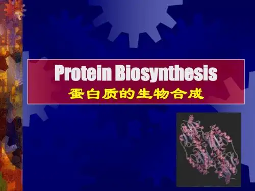 分子生物学--蛋白质的生物合成课件