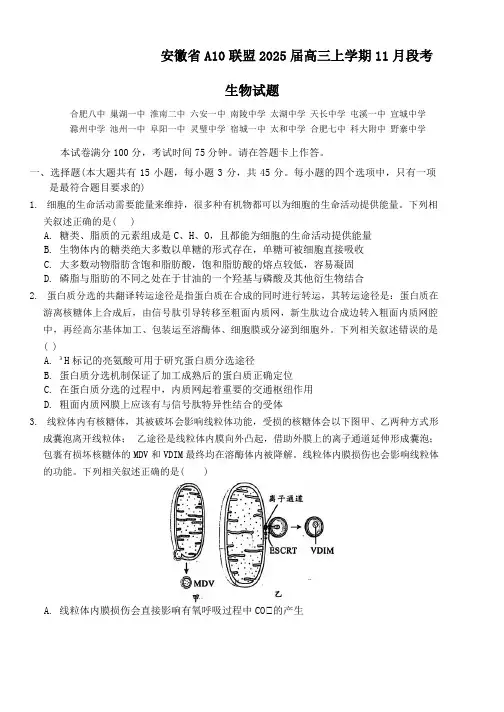安徽省A10联盟2024~2025学年高三上学期11月月考生物试题