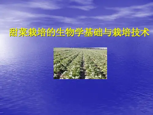 甜菜栽培的生物学基础与栽培技术