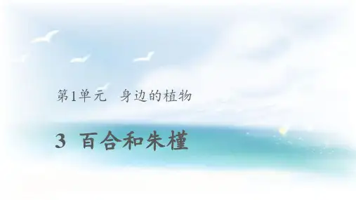 粤教粤科版小学科学二年级上册3《百合与朱槿》(教学课件)