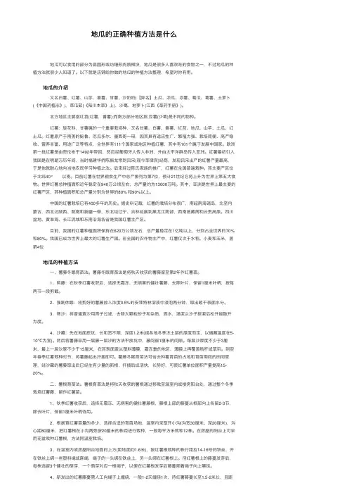 地瓜的正确种植方法是什么