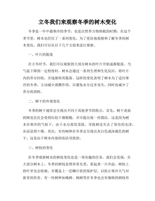 立冬我们来观察冬季的树木变化