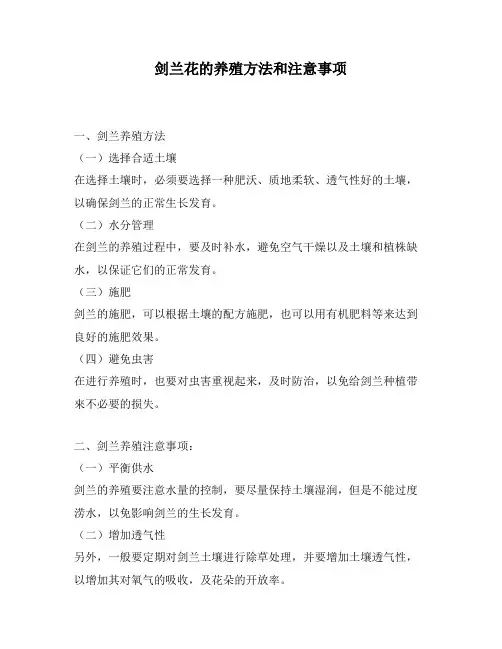 剑兰花的养殖方法和注意事项