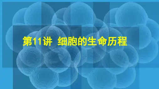 第11讲 有丝分裂(课件)2024年高考生物一轮复习(新教材新高考)
