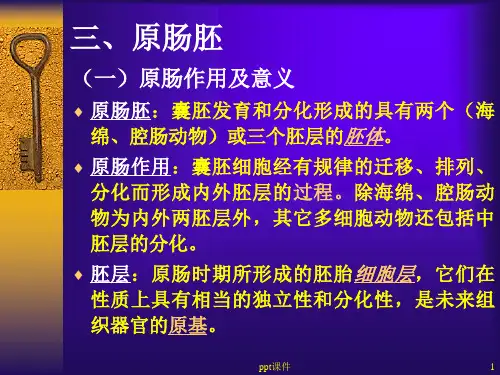 水产动物组织胚胎学-原肠胚  ppt课件