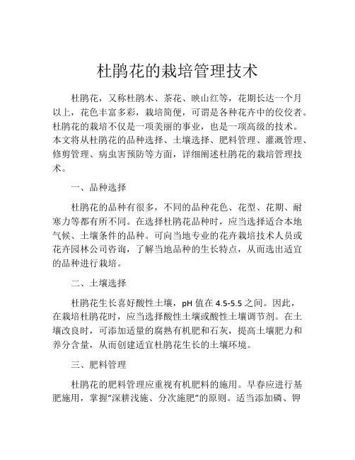 杜鹃花的栽培管理技术