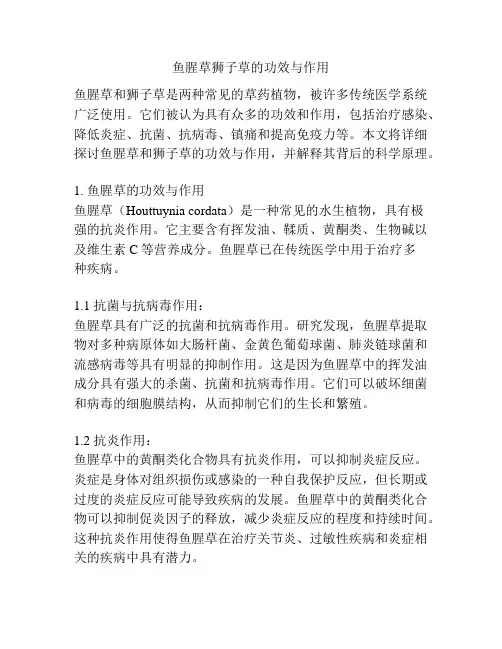 鱼腥草狮子草的功效与作用